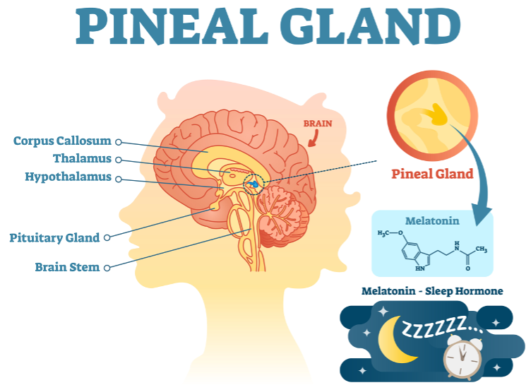 Pineal Guardian