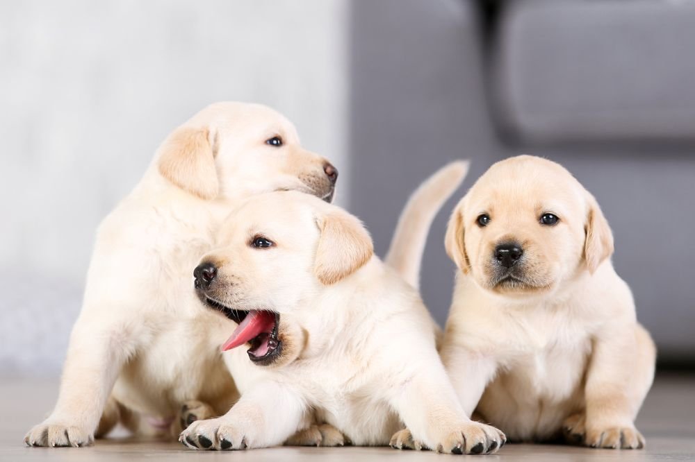 xn--cachorrosparaadopcin-t8b.com